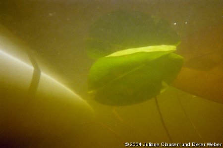 Das Boot von unten