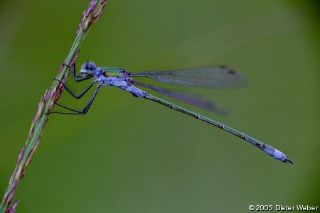 Libelle