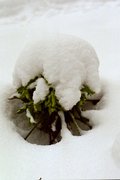 Stinkender Nieswurz (Helleborus foetidus)