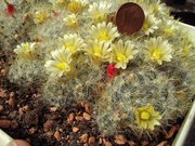 Mammillaria prolifera