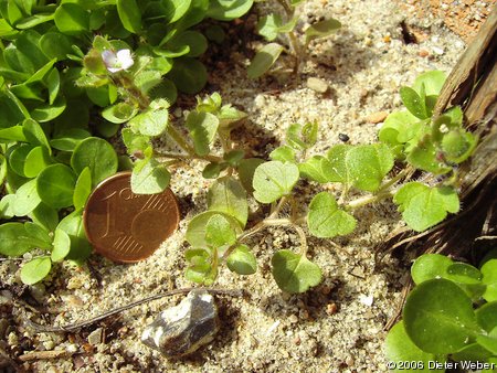 Efeu-Ehrenpreis (Veronica hederifolia)