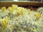 Mammillaria prolifera