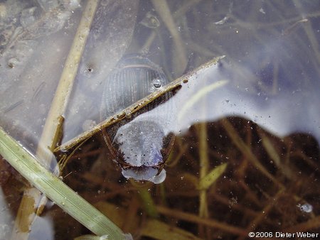 Gelbrandkäfer (Dytiscus marginalis)