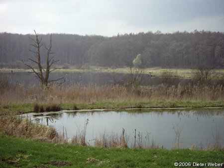 Pohnsdorfer Stauung - Westpolder