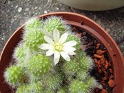 Rebutia albiflora