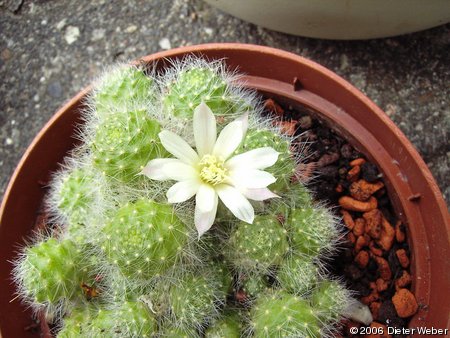 Rebutia albiflora