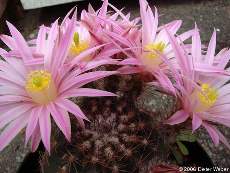 Echinocereus adustus v. schwarzii (?)