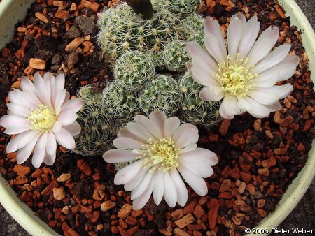 Gymnocalycium bruchii