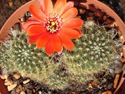 Rebutia