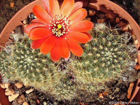 Rebutia