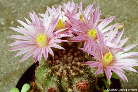 Echinocereus adustus v. schwarzii (?)