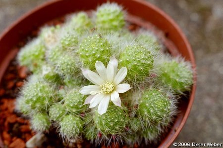 Rebutia albiflora