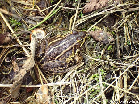 Braungefärbter Grünfrosch