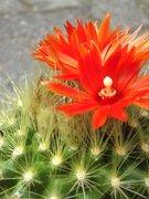 Parodia penicillata