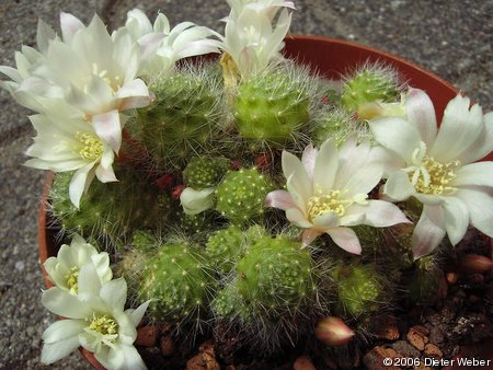 Rebutia albiflora