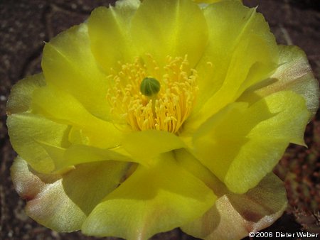 Opuntia