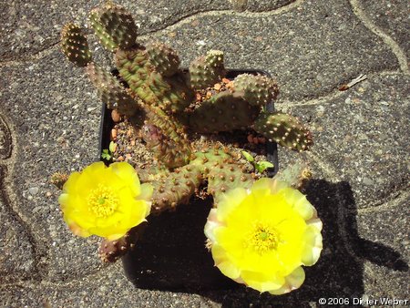 Opuntia