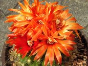 Parodia penicillata