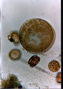 Coscinodiscus_radiatus.Thalassiosira_spec.BMP