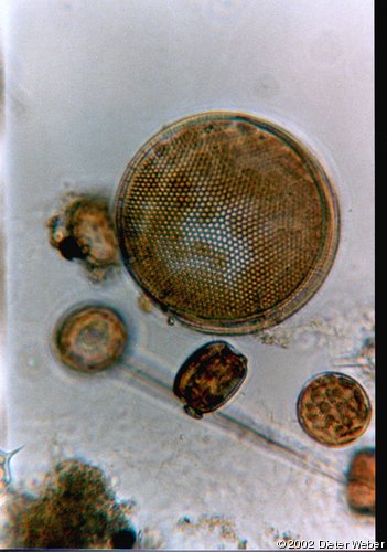 Coscinodiscus_radiatus.Thalassiosira_spec.BMP