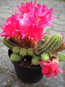 Echinopsis-Hybride