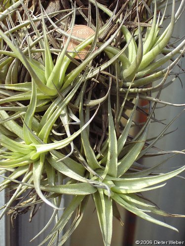 Tillandsia bergeri