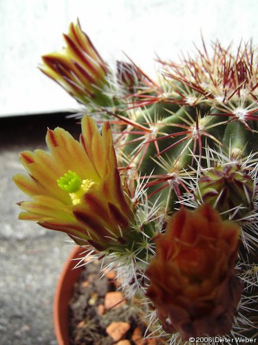 Echinocereus chloranthus