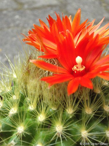 Parodia penicillata