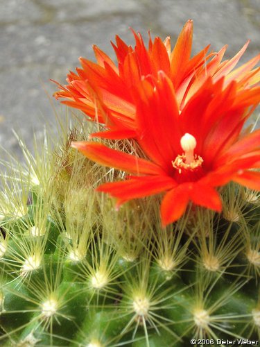 Parodia penicillata