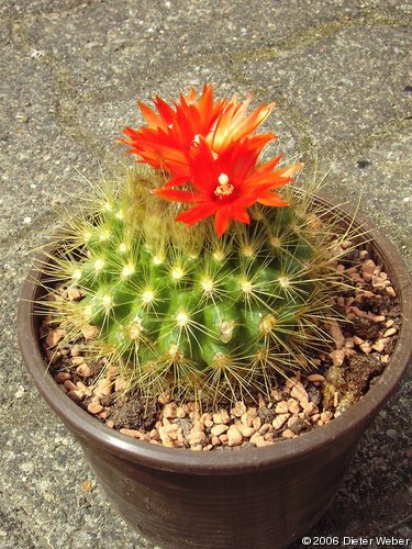 Parodia penicillata