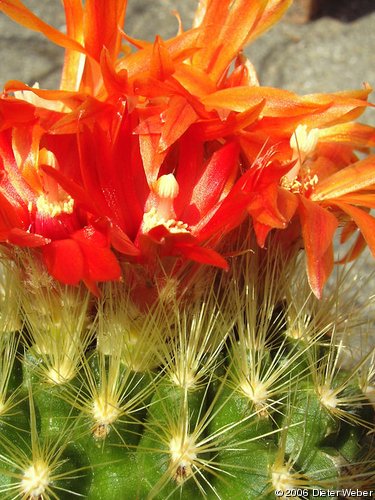 Parodia penicillata