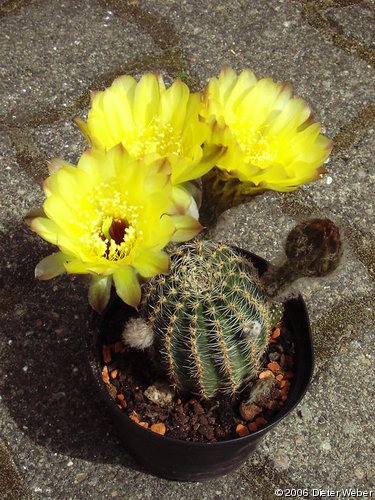 Echinopsis