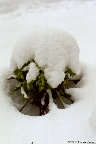 Stinkender Nieswurz (Helleborus foetidus)