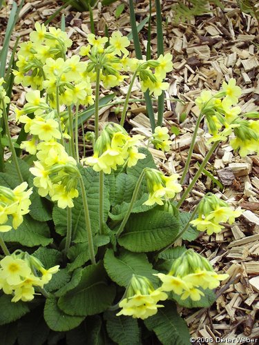 Schlüsselblume