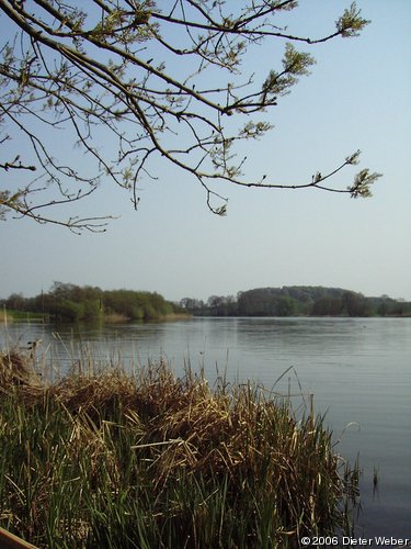 Blühende Esche vor der Großen Breite