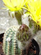 Echinopsis