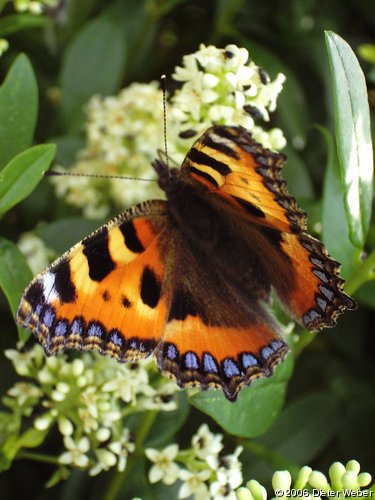 Kleiner Fuchs (Aglais urticae) auf Liguster