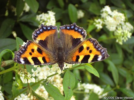 Kleiner Fuchs (Aglais urticae) auf Liguster