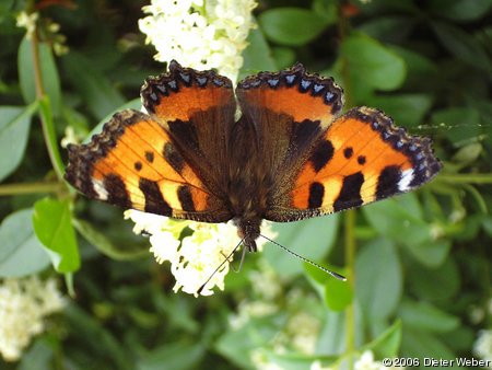 Kleiner Fuchs (Aglais urticae)