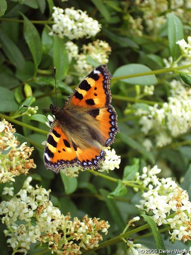 Kleiner Fuchs (Aglais urticae) auf Liguster (Ligustrum vulgare)