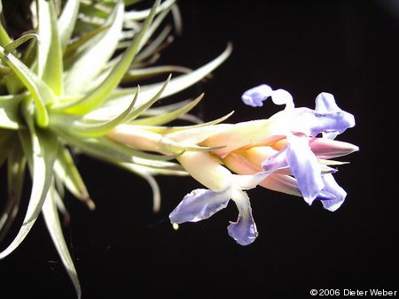 Tillandsia bergeri (?) blüht