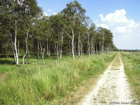 Birkenwald