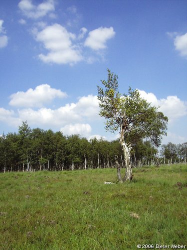 Verkrüppelte Birke