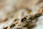 Osmia am Nistholz