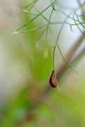 Schwebfliegen-Puppe auf Dill