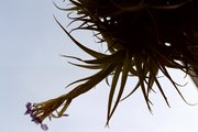 Tillandsia bergeri gegen den Himmel