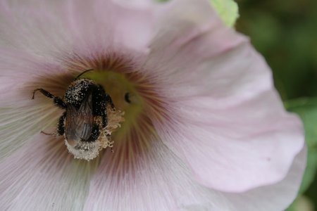 Hummel auf Stockrose