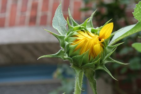 Sonnenblume