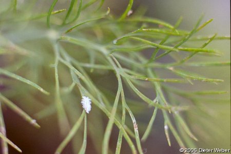 Insektenlarve mit weißem Pelz