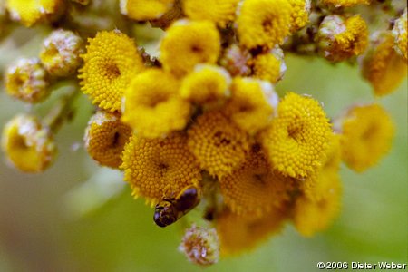 Osmia auf Rainfarn